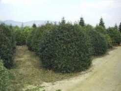 Camelia (Camellia Sasanqua) 17 Camelia (Camellia Sasanqua) -Planten Verkoopwinkel 057camelliasasanquabol 45 9