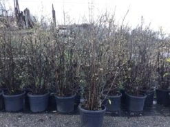 Winterzoet (Chimonanthus Praecox) -Planten Verkoopwinkel 10