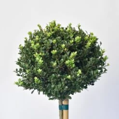 Japanse Hulst Als Bol Op Stam (Ilex Crenata 'Dark Green') -Planten Verkoopwinkel 1525800 v 1