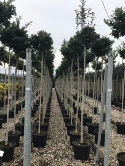 Liguster Als Boom (Ligustrum Japonicum 'Texanum') -Planten Verkoopwinkel 20