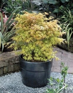 Japanse Esdoorn (Acer Palmatum 'Katsura') -Planten Verkoopwinkel 20060517114138 1