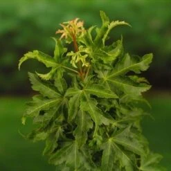 Japanse Esdoorn (Acer Palmatum 'Shishigashira') -Planten Verkoopwinkel 20060517145850 9 1