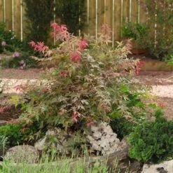 Planten Verkoopwinkel -Planten Verkoopwinkel 20060523123223 1