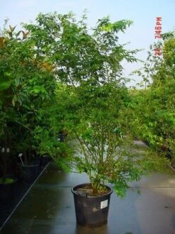 Japanse Esdoorn (Acer Palmatum) 21 Japanse Esdoorn (Acer Palmatum) -Planten Verkoopwinkel 20070701212919 11