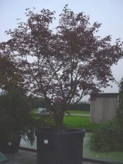 Japanse Esdoorn (Acer Palmatum 'Bloodgood') -Planten Verkoopwinkel 20070701222051 12