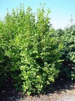 Camelia (Camellia Sasanqua) 16 Camelia (Camellia Sasanqua) -Planten Verkoopwinkel 20070711001711 18 9 9