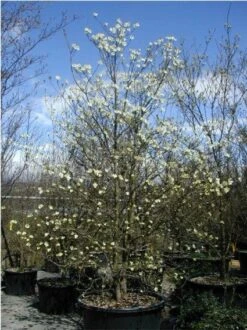 Veelbloemige Kornoelje (Cornus Florida 'Cloud Nine') -Planten Verkoopwinkel 20070903141713 8