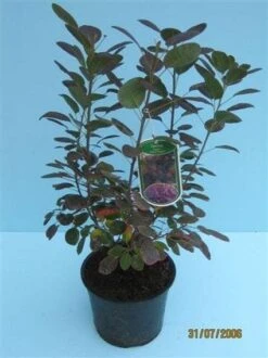 Pruikenboom Als Struik (Cotinus Coggygria 'Royal Purple') -Planten Verkoopwinkel 20070905160525 15