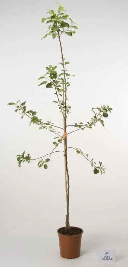Appelboom (Malus Domestica 'Jonagold') 4 Appelboom (Malus Domestica 'Jonagold') - Afbeelding 2