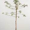 Appelboom (Malus Domestica 'James Grieve')