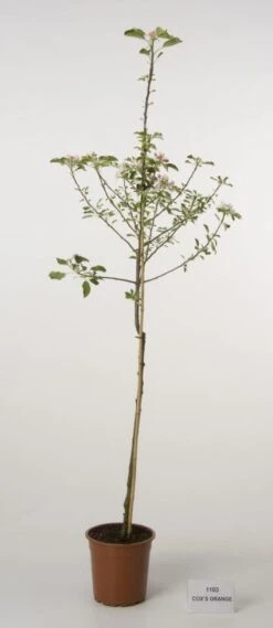 Appelboom (Malus Domestica 'Cox's Orange') -Planten Verkoopwinkel 20080312144237 2