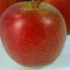 Appelboom (Malus Domestica 'Summerred') -Planten Verkoopwinkel 20080317133813 3