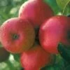 Appelboom (Malus Domestica 'Ecolette') -Planten Verkoopwinkel 20080317135727 2