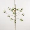 Appelboom (Malus Domestica ) -Planten Verkoopwinkel 20080317142532 2