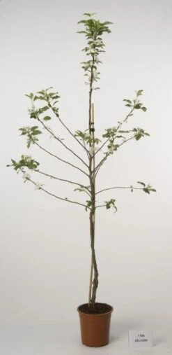 Lei-Appel (Malus Domestica 'Cox's Orange') -Planten Verkoopwinkel 20080318090058 1