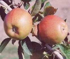 Appelboom (Malus Domestica 'Braeburn') -Planten Verkoopwinkel 20080318091048 1 1