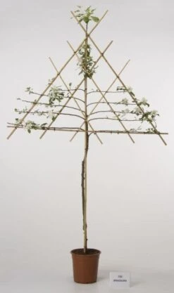 Lei-Appel (Malus Domestica 'Cox's Orange') -Planten Verkoopwinkel 20080318091143 1