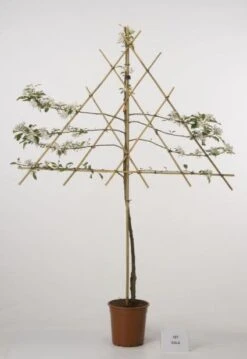 Lei-Appel (Malus Domestica 'Cox's Orange') -Planten Verkoopwinkel 20080318093506 1