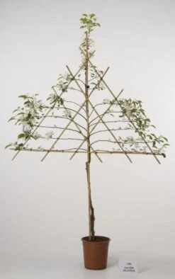 Lei-Appel (Malus Domestica 'Cox's Orange') -Planten Verkoopwinkel 20080326222237 1