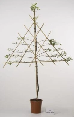 Lei-Appel (Malus Domestica 'Cox's Orange') -Planten Verkoopwinkel 20080326222553 1