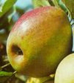 Lei-Appel (Malus Domestica 'Rode Boskoop') -Planten Verkoopwinkel 20080326222940 1