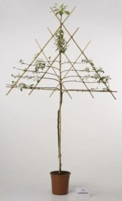 Lei-Appel (Malus Domestica 'Cox's Orange') -Planten Verkoopwinkel 20080326224211 1