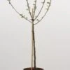 Dwerg-appel (Malus Domestica (dwergappel)) -Planten Verkoopwinkel 20080527220242 1