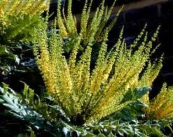 Mahoniestruik (Mahonia Media 'Charity') -Planten Verkoopwinkel 20080709102617 3
