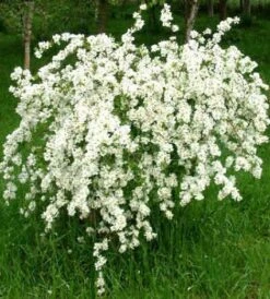 Exochorda (Exochorda Macrantha 'The Bride') -Planten Verkoopwinkel 20080709120021 30 6