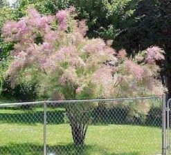 Tamarisk (Tamarix Ramosissima) -Planten Verkoopwinkel 20080716101500 3