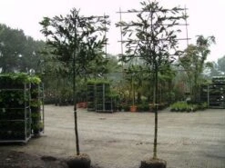 Planten Verkoopwinkel -Planten Verkoopwinkel 20081015083837 6