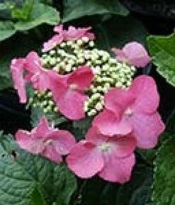 Hortensia (Hydrangea Macrophylla 'Teller Red')
