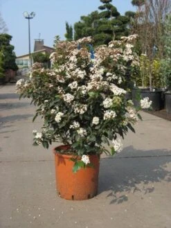 Groenblijvende Sneeuwbal (Viburnum Tinus 'Eve Price') -Planten Verkoopwinkel 20091125113028 50 10