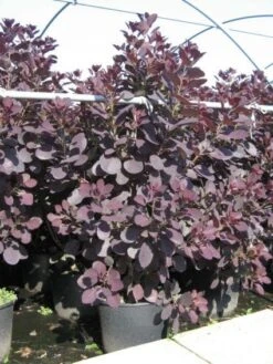 Pruikenboom Als Struik (Cotinus Coggygria 'Royal Purple') -Planten Verkoopwinkel 20091126123928 15