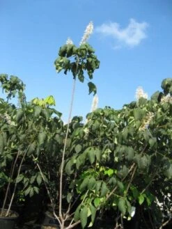 Herfstpaardenkastanje (Aesculus Parviflora) -Planten Verkoopwinkel 20091130144054 8
