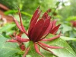 Specerijstruik (Calycanthus Floridus) -Planten Verkoopwinkel 20091130151934 7