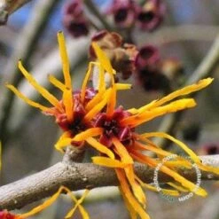 Toverhazelaar (Hamamelis Intermedia 'Jelena') -Planten Verkoopwinkel 20091231150858 35 7
