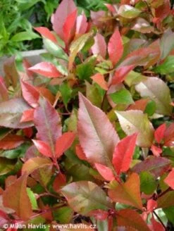 Planten Verkoopwinkel -Planten Verkoopwinkel 20100210093819 3