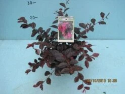 Loropetalum (Loropetalum 'Fire Dance') -Planten Verkoopwinkel 20101207125111 3