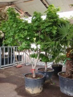 Japanse Esdoorn (Acer Japonicum 'Vitifolium') -Planten Verkoopwinkel 20101207145443 7 1