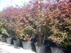 Rode Esdoorn Beveerd (Acer Platanoides 'Crimson Sentry') -Planten Verkoopwinkel 20101207172806 5