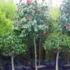 Camelia Als Boom (Camellia Japonica) -Planten Verkoopwinkel 20101209152856 4