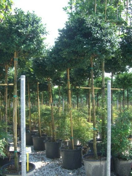 Camelia Als Boom (Camellia Sasanqua) 3 Camelia Als Boom (Camellia Sasanqua)