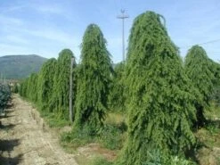 Treurceder (Cedrus Deodara 'Pendula') 15 Treurceder (Cedrus Deodara 'Pendula') -Planten Verkoopwinkel 20101212154305 13