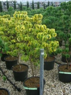 Kornoelje Op Stam (Cornus Florida 'Rainbow') -Planten Verkoopwinkel 20101213095801 1