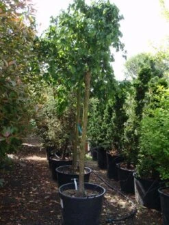 Kronkelhazelaar Als Boom (Corylus Avellana 'Contorta') -Planten Verkoopwinkel 20101213101013 4