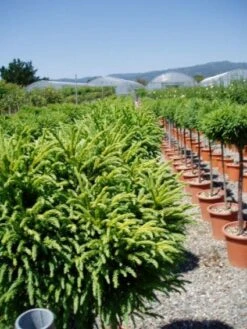 Sikkelden Op Stam (Cryptomeria Japonica 'Globosa Nana') -Planten Verkoopwinkel 20101213102352 1 1