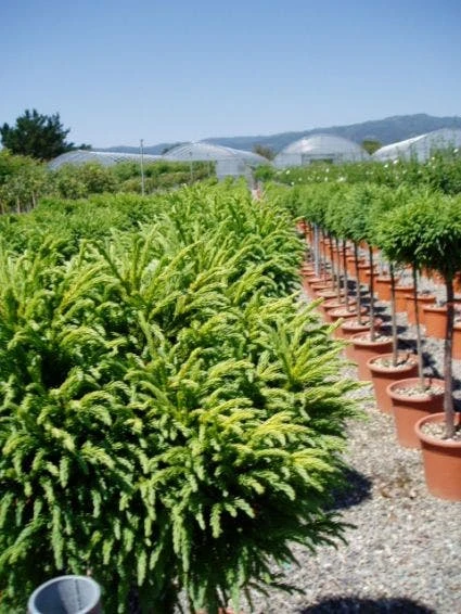 Sikkelden Op Stam (Cryptomeria Japonica 'Globosa Nana') 5 Sikkelden Op Stam (Cryptomeria Japonica 'Globosa Nana') - Afbeelding 3