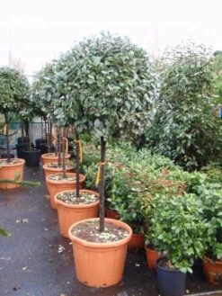 Olijfwilg Op Stam (Elaeagnus Ebbingei) -Planten Verkoopwinkel 20101213141424 3 1