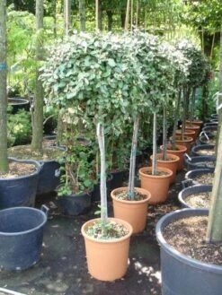 Olijfwilg Op Stam (Elaeagnus Ebbingei) -Planten Verkoopwinkel 20101213141440 3